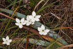 Largeleaf grass of Parnassus